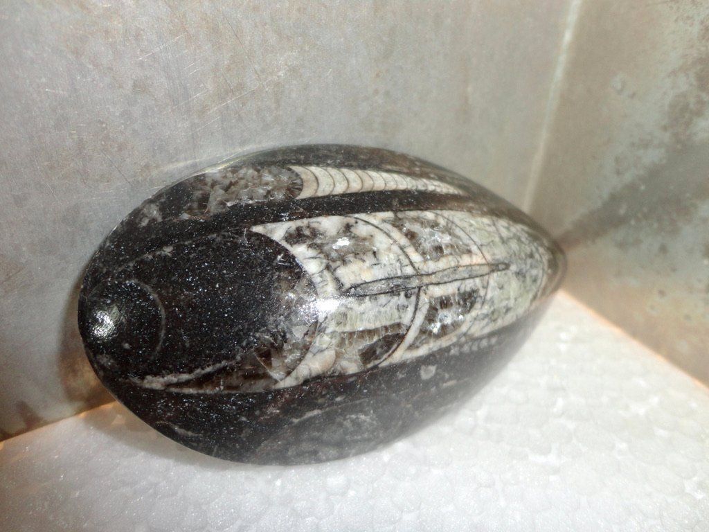 Fossilien: Orthoceras – Neu (gemäss Beschreibung) aus Biberist von Steine