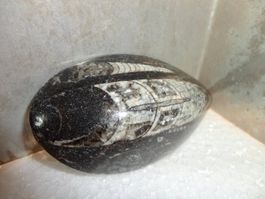 Orthoceras