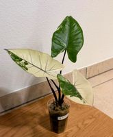 Alocasia Black Stem Albo