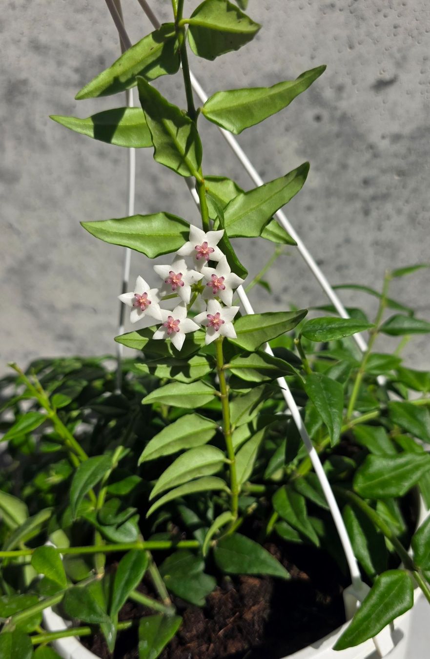 Plantes & graines: Hoya Bella – Neuf (Voir description) à St.Erhard par Plumilandschweiz