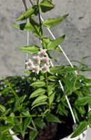 Hoya Bella