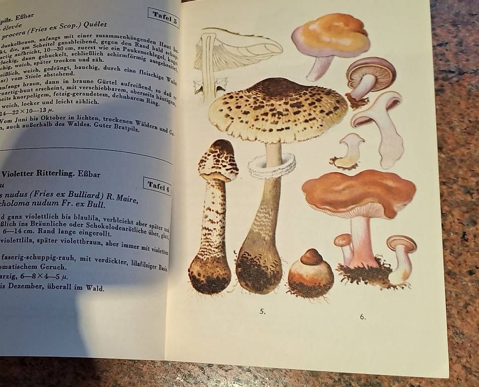 Libri: Pilzbücher div. ab Fr. 8.00 – Usato da Untersiggenthal venduto da Myrthamw 3