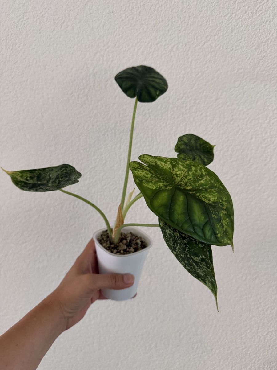Piante & sementi: Alocasia Dragon Scale Mint im SB-Topf – Usato da Ostermundigen venduto da summy73 1