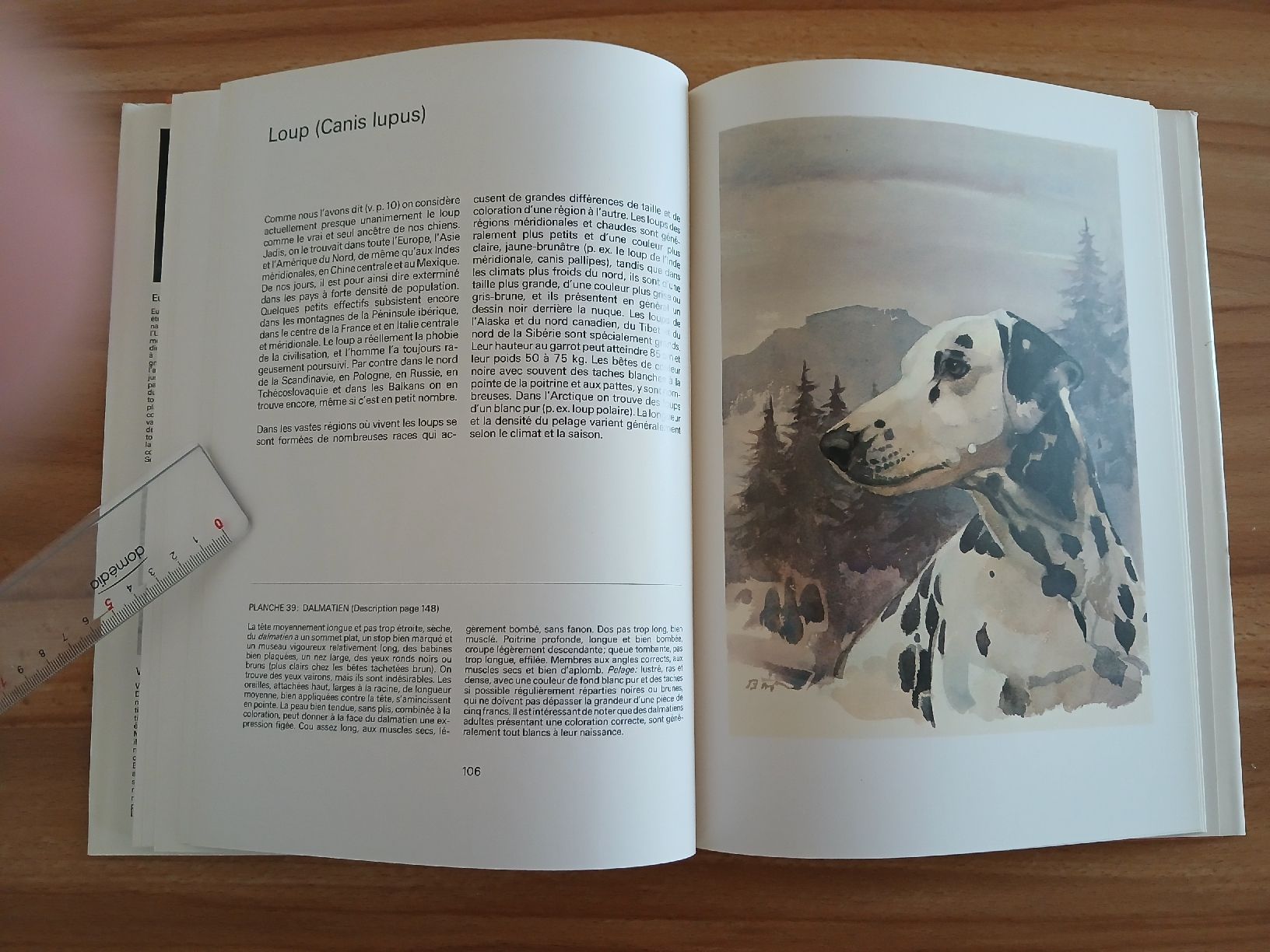 Libri: Nos chiens – Usato da Le Sentier venduto da arc_2thy 4