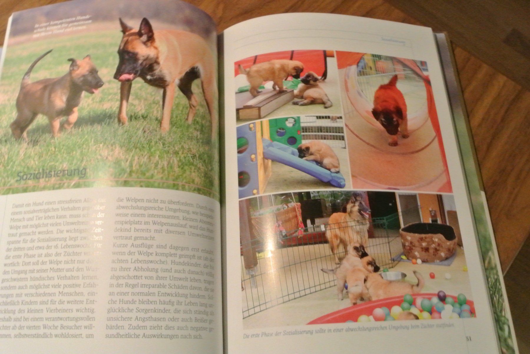 Libri: Belgischer Schäferhund – Usato da Rüschlikon venduto da Plk1 2
