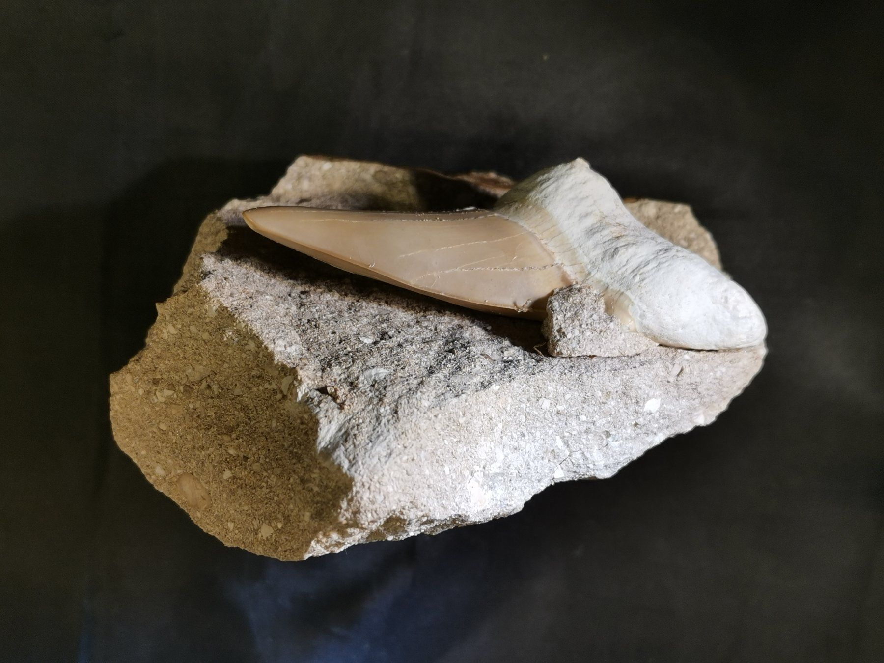 Fossilien: Haifischzahn in originaler Matrix – Neu (gemäss Beschreibung) aus Suhr von Brocki-Suhr 4