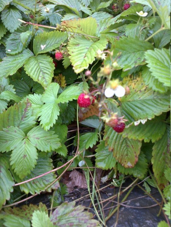 Walderdbeeren 50 Stk.Versand möglich!!! (Neu (gemäss Beschreibung)) in ...