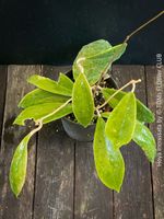 Hoya Incrassata - Sammlerstück für Anspruchsvolle