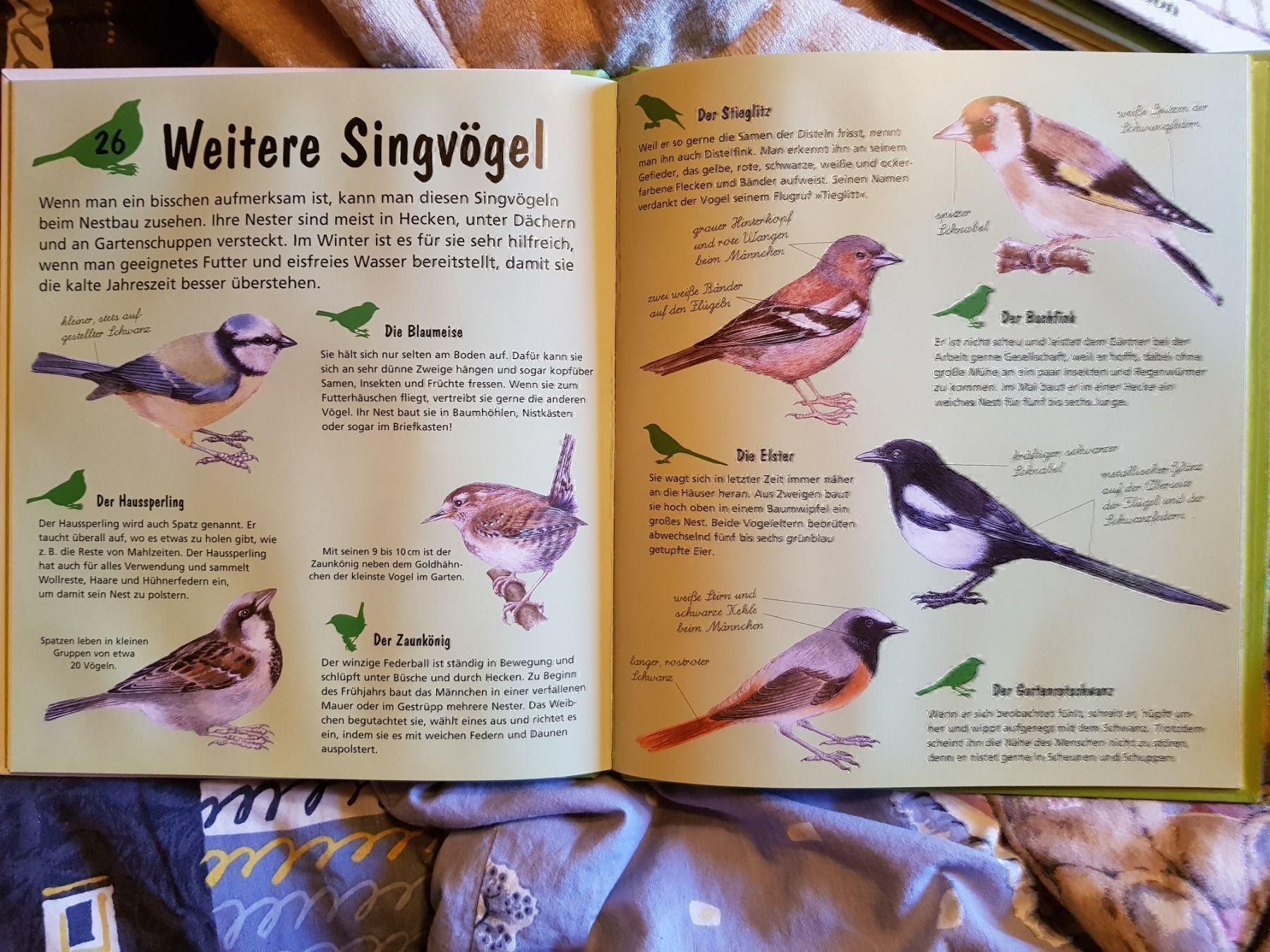 Bücher: Buch Amsel, Igel und Marienkäfer – Neu und originalverpackt aus Schwarzenburg von Flamingo07 2