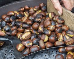 5 kg LECKERE Frische, direkt aus dem Wald TESSIN KASTANIEN