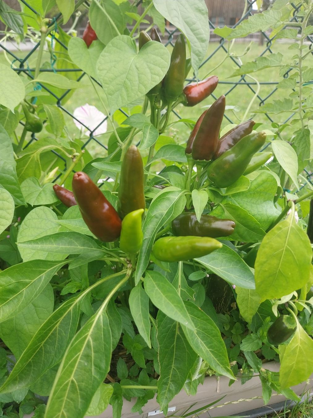 Piante & sementi: Thai Chili 10 Samen – Usato da Schwaderloch venduto da bademeister79