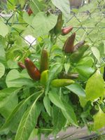 Thai Chili 10 Samen