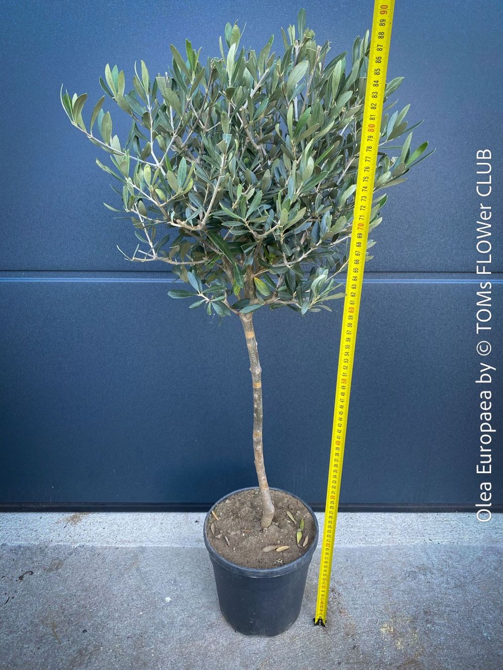 Piante & sementi: Olivenbaum - Olea Europaea - schönes Bäumchen – Nuovo e nell'imballaggio originale da Adliswil venduto da astom369 7