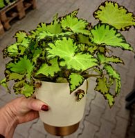 RARE Begonie "Rex Jive" D 30 cm, im Keramiktopf, für drinnen