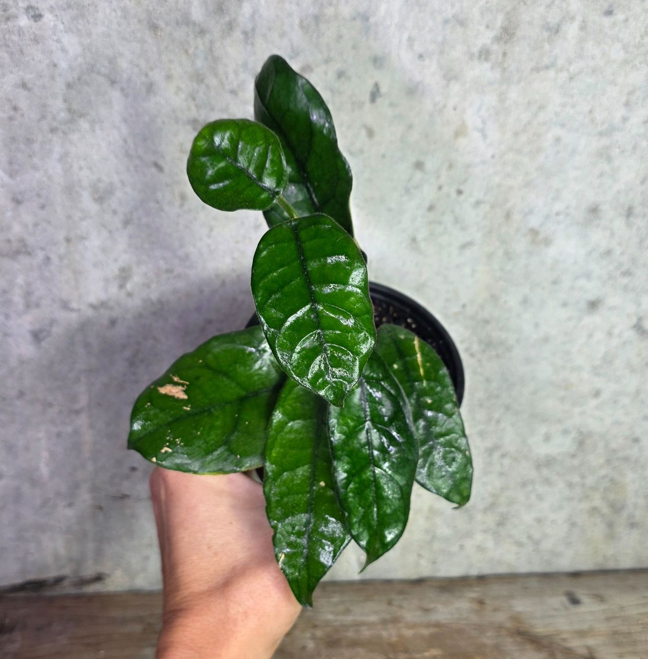 Piante & sementi: Hoya globulosa – Nuovo (secondo la descrizione) da St.Erhard venduto da Plumilandschweiz 2