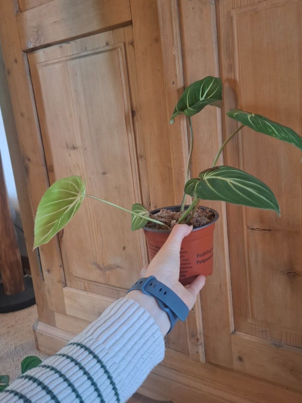 Plantes & graines: Philodendron Gloriosum – D'occasion à Hausen AG par Pflaenzlioase 1