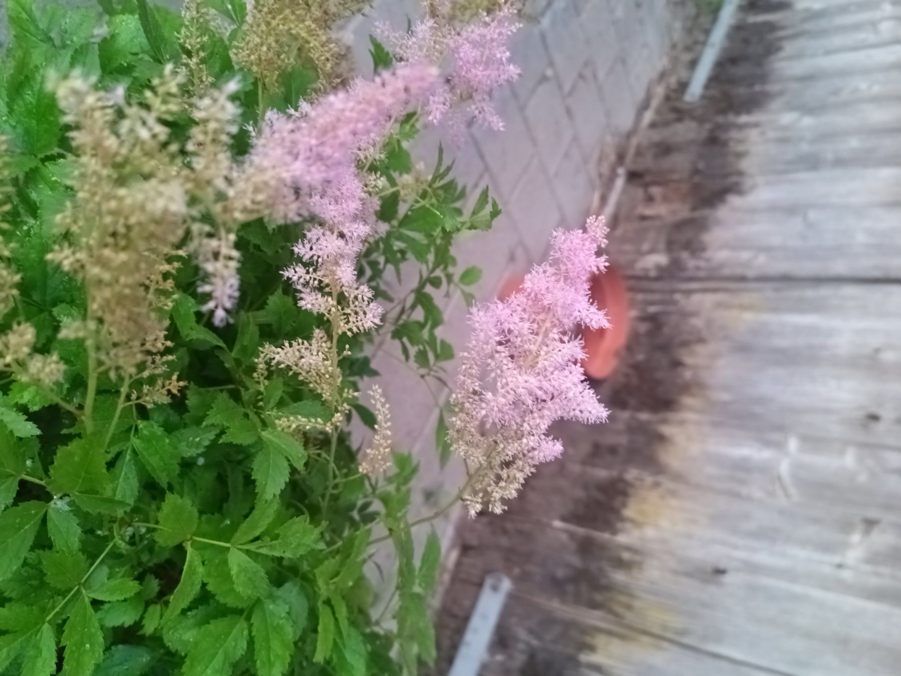 Piante & sementi: Astilbe – Usato da Zug venduto da SirGoldFish