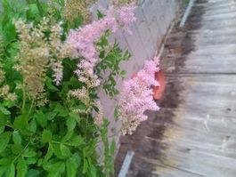 Astilbe