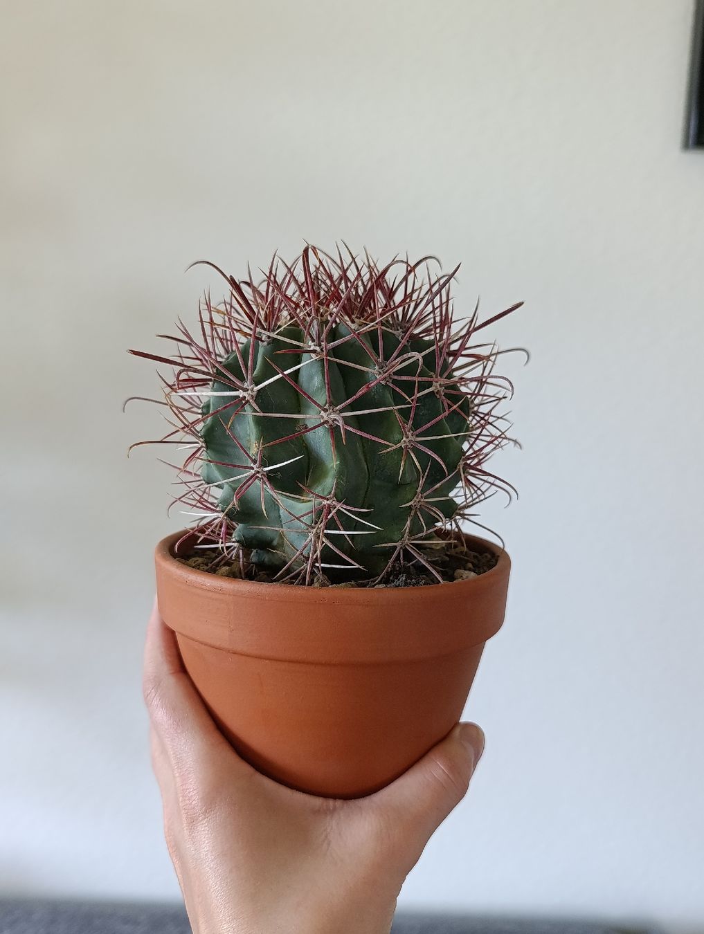 Plantes & graines: Ferocactus  – D'occasion à Baar par L.isa28 1