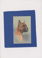 Carte postale ancienne: Tête de Boxer - chien Hund