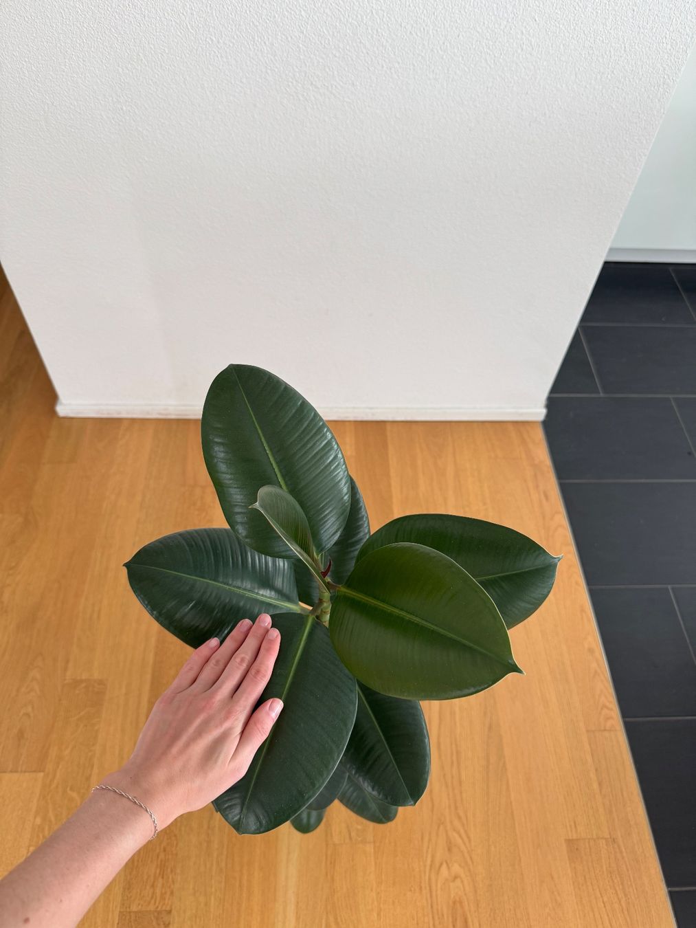 Piante & sementi: Ficus Elastica Robusta – Usato da Goldau venduto da b4mxshk 3