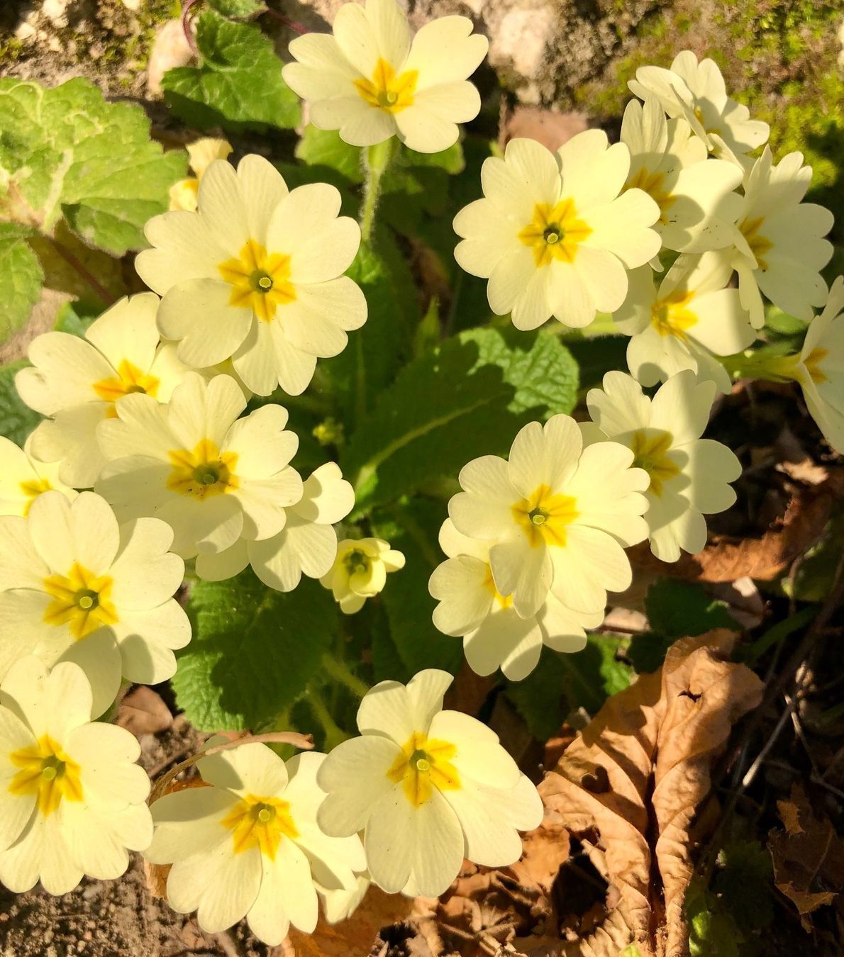 Piante & sementi: PRIMULA ACAULIS Gemeinsame Primel x10stk – Nuovo e nell'imballaggio originale da Rovio venduto da POSITIFFARTandPLANTS 2