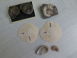 Pleuroceras Spinatum und mehr, egal was es ist es muss weg
