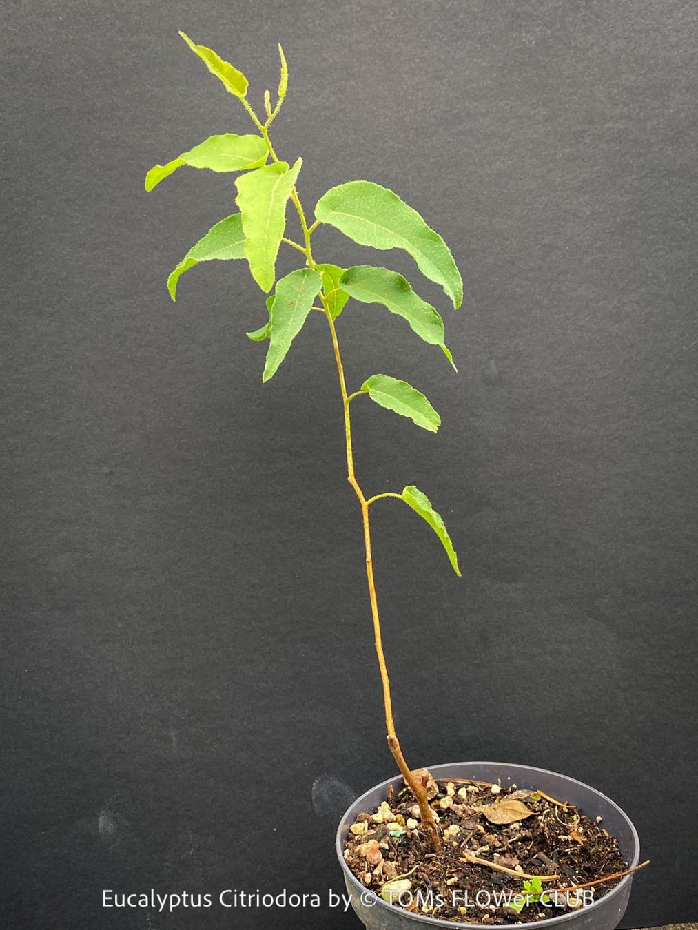 Piante & sementi: Corymbia Citriodora - Zitronen-Eukalyptus stark duftend – Nuovo e nell'imballaggio originale da Adliswil venduto da astom369 2