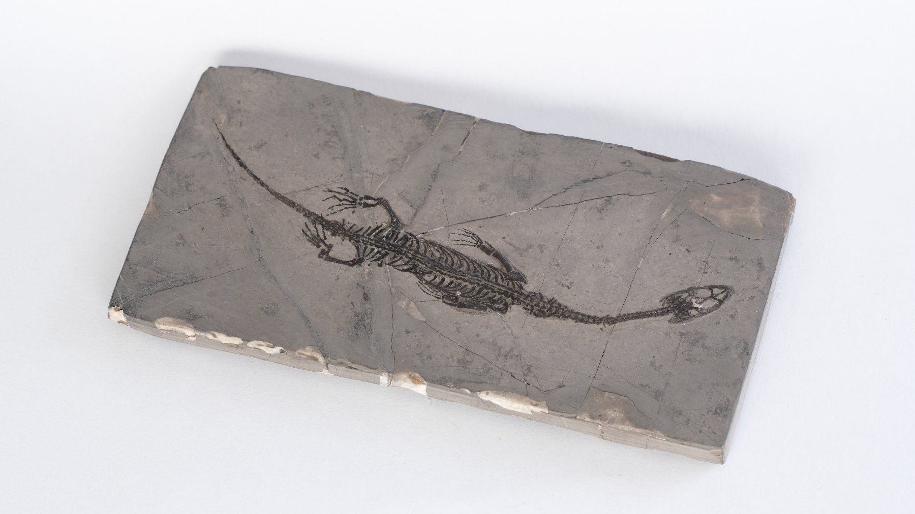 Fossili: Schwimmsaurierer - Keichousaurus hui - Nothosaurus - China – Usato da Heiden venduto da mats10 4