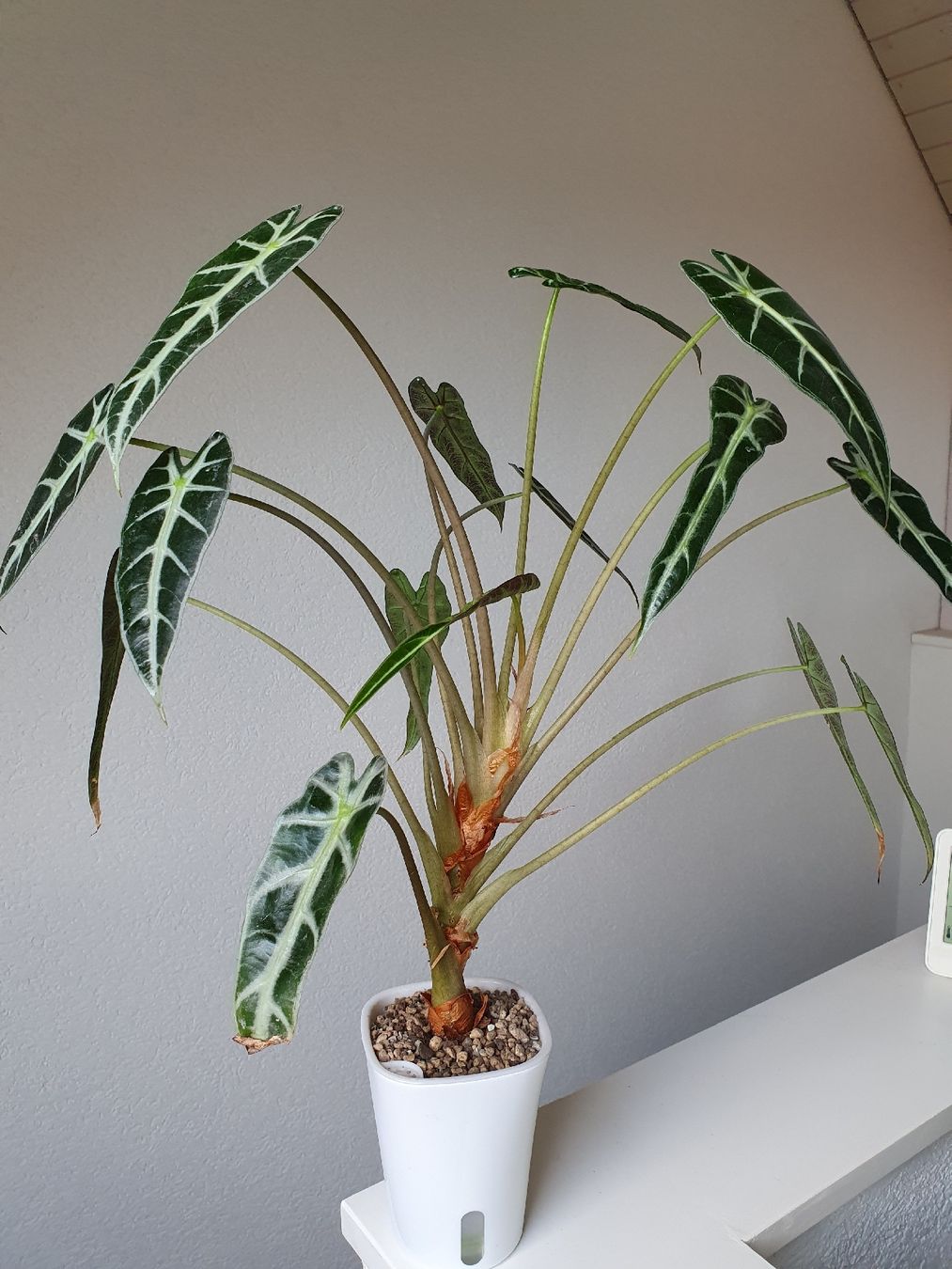 Pflanzen & Samen: Alocasia Bambino – Gebraucht aus Erlinsbach SO von Lea030 1