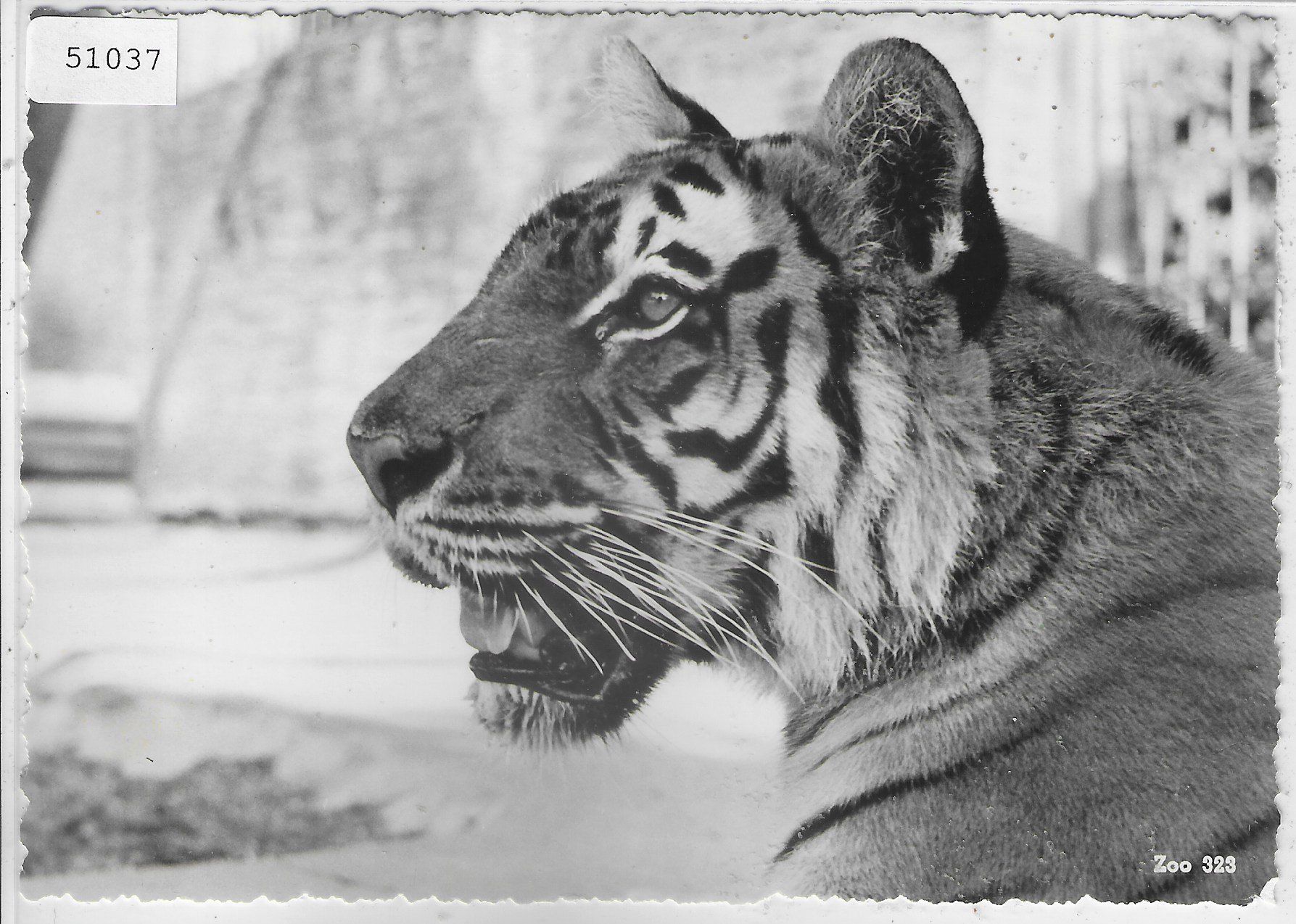 Ansichtskarten: Zoologischer Garten Zürich - Tiger – Gebraucht aus Ettingen von Kartenplanet