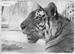 Zoologischer Garten Zürich - Tiger