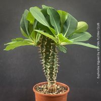 Euphorbia Viguieri  - seltene Madagaskar-Wolfsmilch - 30cm