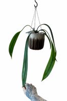 🌱 Anthurium Vittarifolium 🌱