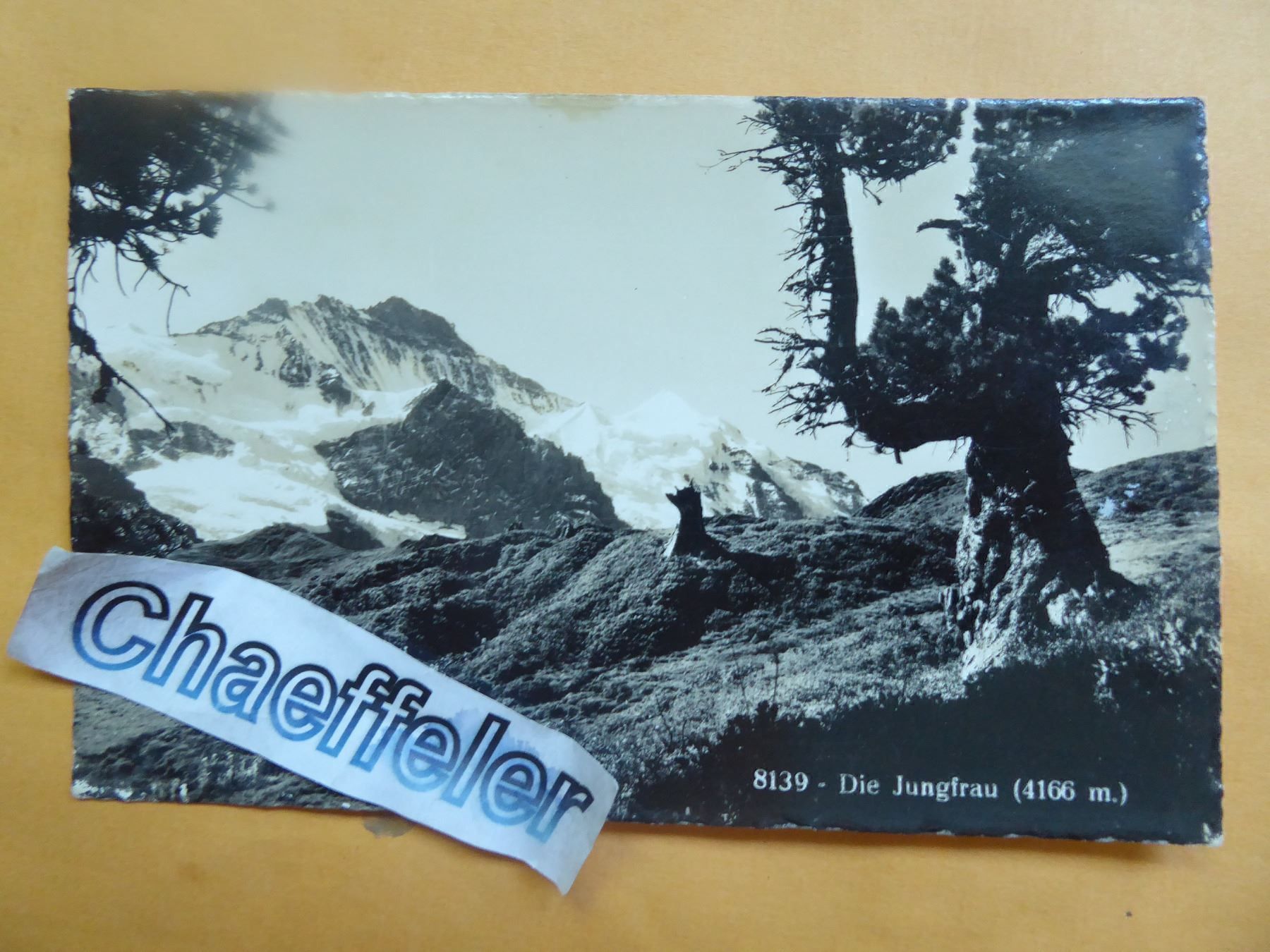 Ansichtskarten: 8139 Die Jungfrau – Neu (gemäss Beschreibung) aus Zürich von Chaeffeler