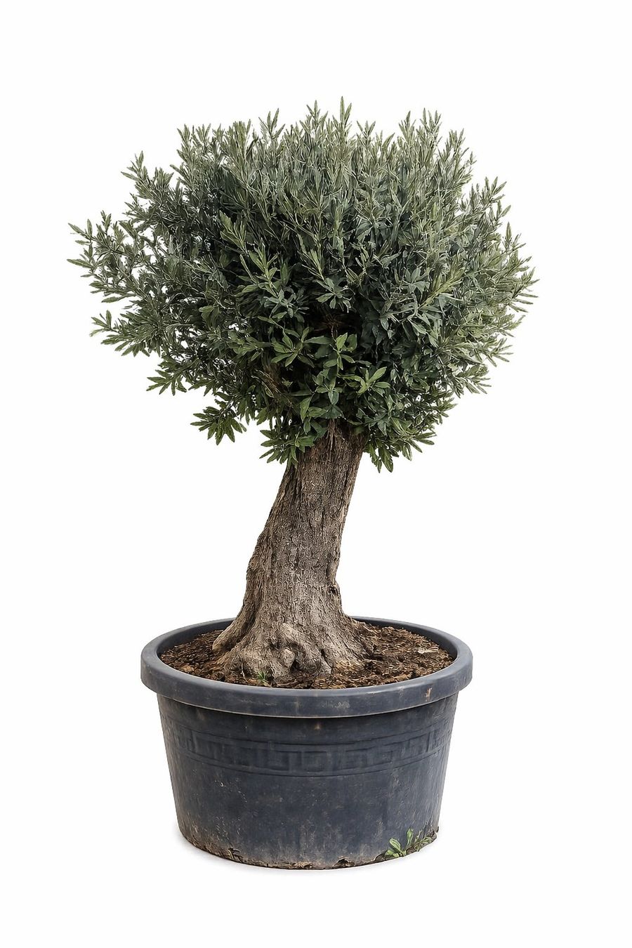 Pflanzen & Samen: Olivenbaum "Olea Europea 21" - Versand möglich – Neu (gemäss Beschreibung) aus Zuckenriet von Thur_Plant
