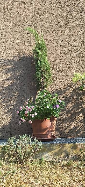 Piante & sementi: Mittelmeerzypresse – Usato da Madiswil venduto da Oleander2