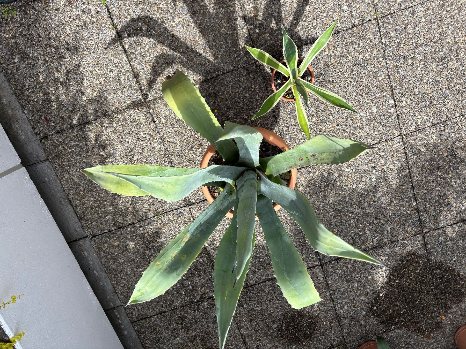 Piante & sementi: 2 Agaven im Topf,fuer den Garten oder Terasse – Usato da Adliswil venduto da Stuermi57 1