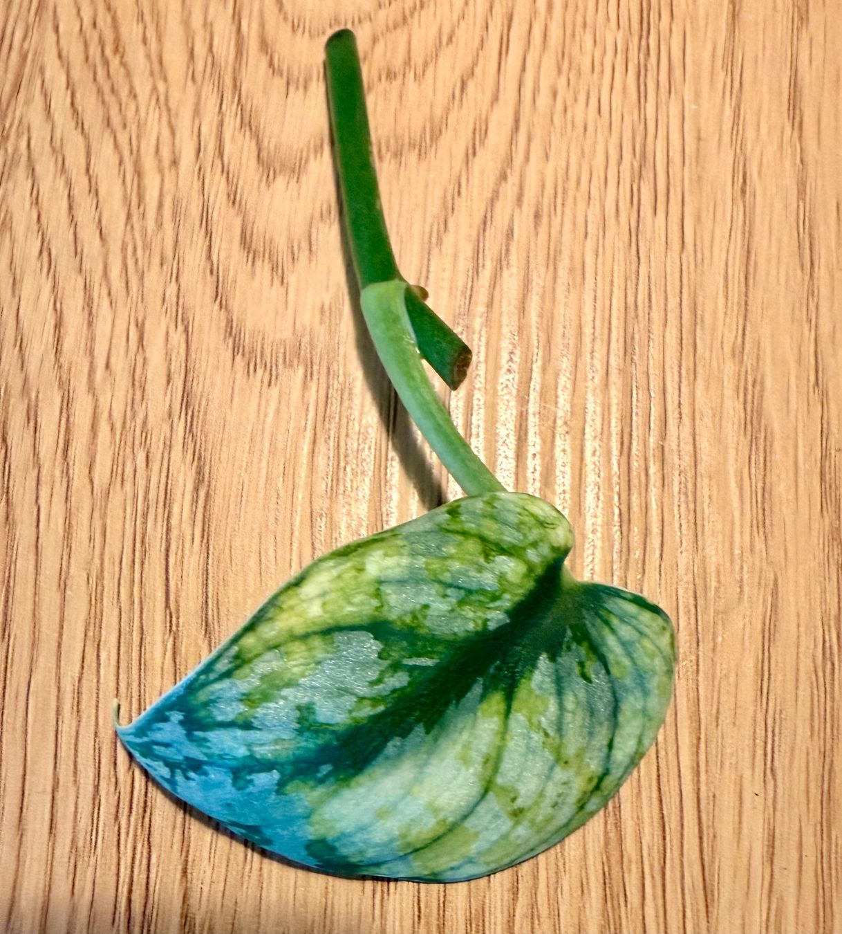 Plantes & graines: Scindapsus bakunawa variegated – D'occasion à Kaiseraugst par dka_b97z 1