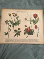 Planche botanique ancienne plantes ornementales 19e