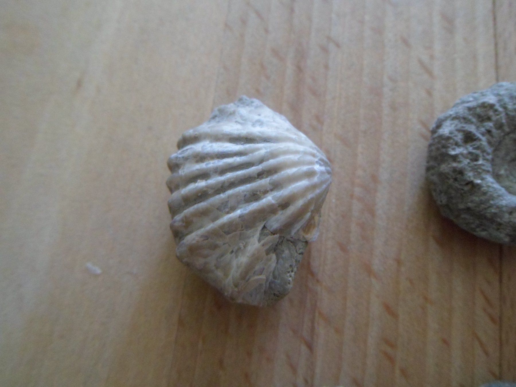 Fossiles: Fossilien Schweiz – D'occasion à Affoltern am Albis par Fossil60 2
