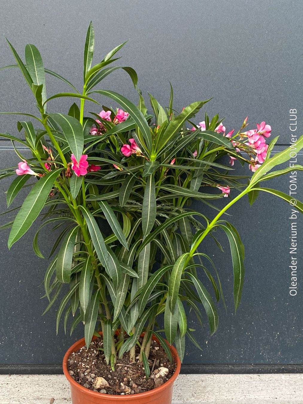Piante & sementi: Nerium Oleander mediterrane Blütenpracht in weiss oder rosa – Nuovo e nell'imballaggio originale da Adliswil venduto da TAKEYOURPLANT 9