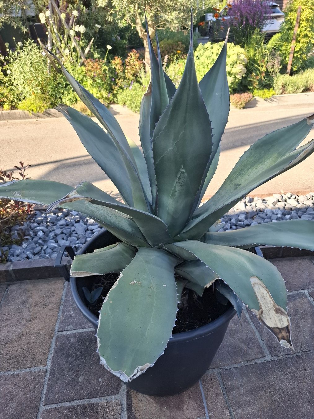 Pflanzen & Samen: Agave gratis abzugeben. – Gebraucht aus Steinach von eva_8vmt
