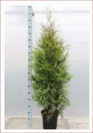 Piante & sementi: Thuja "Brabant" 125-150cm – Nuovo (secondo la descrizione) da Sursee venduto da pflugshaupt01