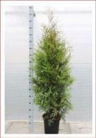 Thuja "Brabant" 125-150cm