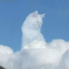 Profile image of Skycat