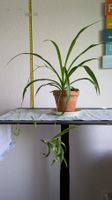 Grünlilie mit vielen Ablegern im Terrakottatopf