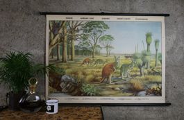 Schulwandbild "Riesenkänguruh, Australien, Koala"