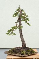 Ausstellungsreife Fichte Bonsai aus den Bergen