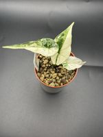 Alocasia Simpo Albo Variegata (1-3)